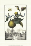 Limon Bergamotto Prints by Johann Christof Volckamer