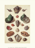 Shells Poster by M. Regenfuss