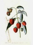Raspberries Prints by Sir John Lindley