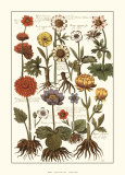 Botanicals (Crocii) Láminas por Johann Theodore de Bry Botanicals (Crocii) Láminas por Johann Theodore de Bry