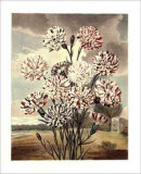 Pinks I Prints by Samuel Curtis