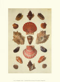 Shells Art by M. Regenfuss