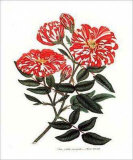 Rosa Mundi Print by George Henry Andrews
