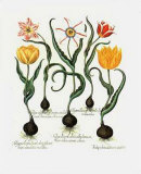 Tulips II Plakater af Basilius Besler Tulips II Plakater af Basilius Besler
