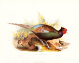 Pheasant Versicolor Prints by John Gould