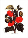 Tomatoes Texanum Posters by Francois Van Houtte