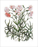 Carnations II Posters by Basilius Besler Carnations II Posters by Basilius Besler