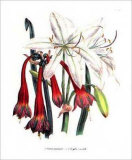 Crinum Arenarium Posters by Jane W. Loudon Crinum Arenarium Posters by Jane W. Loudon