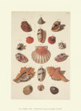 Shells Posters by M. Regenfuss