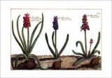 Hyacinth Posters by Crispijn de Passe