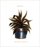 Aloe Africana Serrata Prints by Johann Wilhelm Weinmann