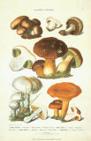 Fungi I Art Print