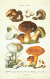 Setas I Pósters por Anton Hartinger