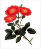 Rosa Provincialis Posters par George Henry Andrews