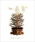 Aloe Yucca Affiches par Johann Wilhelm Weinmann