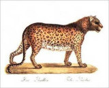 Leopardo Póster por Karl Brodtmann Leopardo Póster por Karl Brodtmann