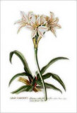 Lilo Narcissus Print by Georg Dionysius Ehret Lilo Narcissus Print by Georg Dionysius Ehret