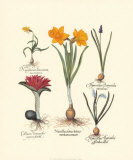 Narcissus I Posters by Basilius Besler Narcissus I Posters by Basilius Besler