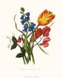 Tulip Print by Mary Lawrence