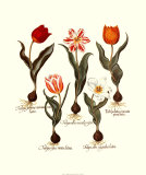 Tulipes I Poster par Basilius Besler