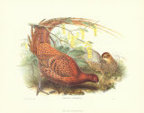 Pheasant Scemmeringi Prints by John Gould