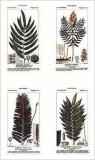 Ferns Art by Pierre Jean François Turpin