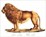Lion Prints by Karl Brodtmann