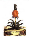 Ananas Posters par Abraham Munting
