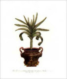 Aloe Africana Montana Print by Johann Wilhelm Weinmann