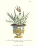 Aloe Africana Poster by Johann Wilhelm Weinmann
