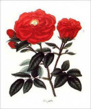 Rosa Gallica Prints by George Henry Andrews