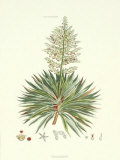 The Yucca Plant Prints by John Miller (Johann Sebastien Mueller)