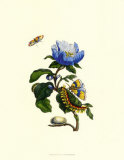 Tesoros del jardín VII Pósters por Maria Sibylla Merian Tesoros del jardín VII Pósters por Maria Sibylla Merian