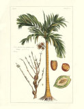 Exotic Palm V Prints by Pierre-Joseph Buchoz