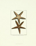 Etoile de mer III Posters par Daniel Diderot