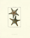 Etoile de mer IV Affiches par Daniel Diderot