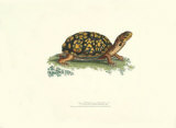 Tortoise Prints by George Shaw