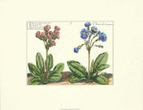 Floral Plate VII Posters by Crispijn de Passe