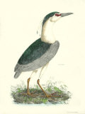 Common Night Heron Art by Prideaux John Selby