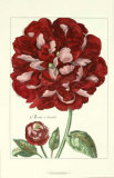 De Passe Peony III Prints by Crispijn de Passe