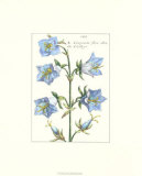 Floral Plate XIV.ii Posters by Crispijn de Passe
