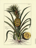 Tropical Pineapple II Posters by Pierre-Joseph Buchoz