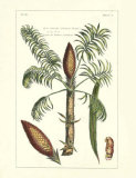 Exotic Palm IV Print by Pierre-Joseph Buchoz