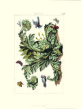 Acanthe avec des oiseaux Posters par Michelangelo Pergolesi
