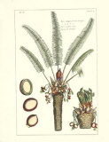 Exotic Palm III Prints by Pierre-Joseph Buchoz