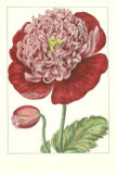 De Passe Peony I Posters by Crispijn de Passe