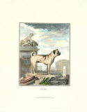 Pug Dog Posters by Georges-Louis Buffon