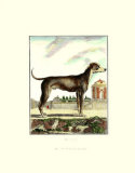 Great Dane Poster by Georges-Louis Buffon
