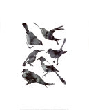 Pájaros Láminas por Aurore De La Morinerie Pájaros Láminas por Aurore De La Morinerie