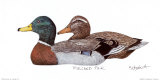 Mallard Pair Art by Geof Markovich